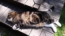 躺在木板上睡觉的猫咪，看这猫咪胖乎乎的身躯，真是萌！