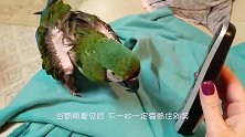 主人打来电话问好，鹦鹉非要接听，开口第一句就亮了