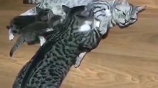 狸花猫：有奶喝便是娘，吃饱喝足快点跑