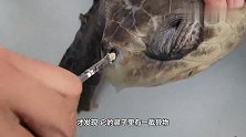 海龟快被晒干，善心男子捧着烫手的海龟直奔水源，网友感动！