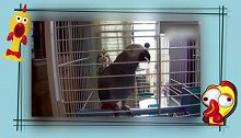 来啊，跟着鹦鹉一起嗨