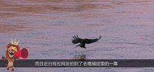 两只老鹰合力捉住一只狼，野狼奋力挣扎却无济于事，狼：有种单挑