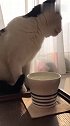 猫：凭啥我就要喝自来水，你就要喝糖开水！
