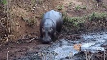 鳄鱼误闯河马大本营，被20头河马轮番输出，没见鳄鱼这么惨过