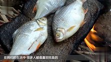 食人鱼到底有多厉害？一只鸡一分钟后变鸡架 感觉好可怕