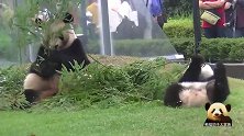 熊猫小不点儿学着妈妈的样子，舒坦地躺在草坪上，母女俩太萌了