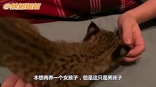难怪说短尾猫是猞猁！俄罗斯女主人记录了它的从小到大，太可爱了