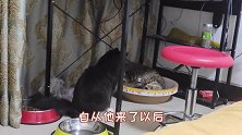 猫咪版本的鸠占鹊巢，新来的猫咪占了别人的窝，还耍横！