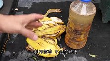 用香蕉皮制作花肥，加“一种水”肥力暴增