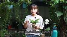 蝴蝶兰在夏季有“3怕”，不及时避开，影响生长和开花