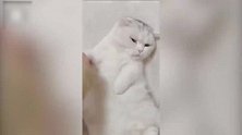 睡着的猫咪，还不断的伸着舌头，这是梦到什么好吃的了
