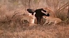 狮群捕食大水牛，水牛力气大难于按倒！