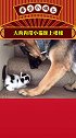 太有爱啦大狗狗带小猫咪上楼梯 娱乐评论大赏