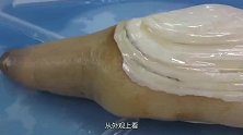 象拔蚌原来是这样挖出来的，难怪那么贵，不愧为高级海鲜！