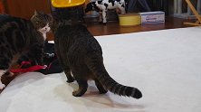 两只对上眼的猫咪，看这剑拔弩张的气氛，我还是躲远点吧！