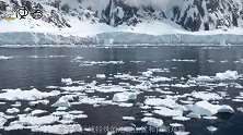 长达3米的南极巨虫，生猛无比能生吞海豹，却因这一原因濒临灭绝