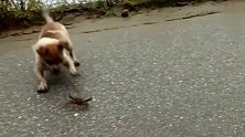 狗狗与螃蟹狭路相逢,当螃蟹亮出它的大钳子时,狗狗不淡定了