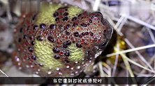 自然界中的怪胎圣十字架蟾,可以分泌神奇的粘液,比胶水粘五倍