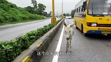 小驴被汽车剐蹭，被吓到了，站在高速公路迟迟不敢移动！