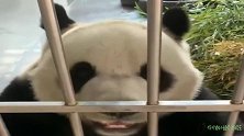 熊猫：聪明的大虎子学奶妈比心心，真的像个铁憨憨，太可爱了