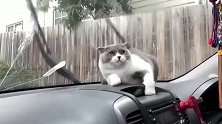 怕雨刷刮到耳朵的猫咪！笑死我得了