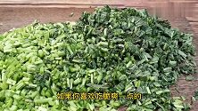 每年都会腌雪菜，做法非常简单，味道美不可言