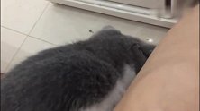 主人喊猫咪过来，猫咪就屁颠屁颠的跑到主人腿上，太听话了