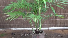 袖珍椰子用4招，株型完美长势旺，不黄叶也不烂根
