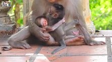 大爱无疆，小猴子受了委屈，猴妈给了无尽的安慰，为你点赞
