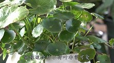 铜钱草开花，不要太烦恼，“咔嚓”一刀，叶片肥肥大大又翠绿