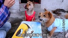 狗子玩抢吃比赛，小短腿上演硬核抢吃，田园犬一副生无可恋的样子