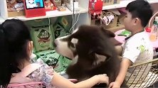 一百五十斤的阿拉斯加犬，憨厚老实，小朋友都喜欢和它玩！