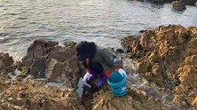 小双赶海偶遇“蟹群搬家”，蟹王横行霸道耀武扬威，收获满满爆桶