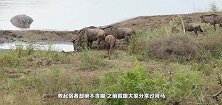 斑马被巨鳄撕咬后腿拖入水中，河马群前来解救，狂咬鳄鱼，感人