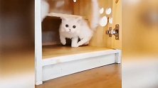 好萌的猫咪啊，这大大的眼睛，看着太漂亮啊！