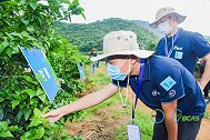 助本土柑橘优果优价，科技植保“家门口”支招