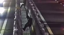 危险！两男子坐大桥夹缝中悬空钓鱼 背后车流川流不息脚下是海