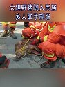 浙江杭州：大胆野猪闯入民居 多人联手制服