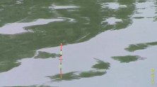 高温天气浮钓鳊鱼，比钓鲫鱼简单多了！