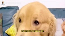 金毛独吞零食被发现，主人拿西瓜报复它，这下金毛遭殃了