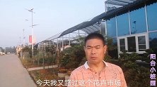 “家有罗汉松，世代不受穷”，市场上这样的罗汉松老桩太养眼了！