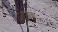 熊猫稀少是有原因的！陡峭山坡滚下一个强力头槌，这谁顶得住？