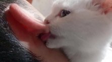 猫主人这耳朵真好吃呀，比猪耳朵还好吃！