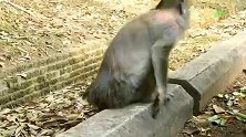 郁郁寡欢的老猴妈妈，经历了丧子之痛