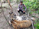 印尼两只苏门答腊虎被猎人陷阱套住后死亡