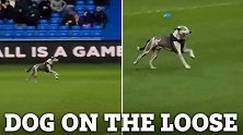 一只狗闯入英甲比赛场地 球迷起哄：签下它