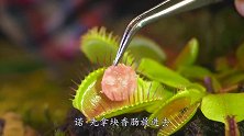 把捕蝇草和蜜蜂放在一起会怎样？小伙大胆一试，下一秒意外了！
