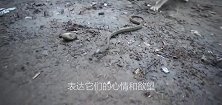 究竟是谁虐待了你，让你铤而走险与蛇较量，摄像头记录一切