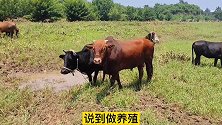南方养牛：养殖土牛和良种肉牛对比，能够挣钱的牛才是最好的选择