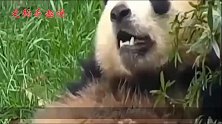 大熊猫直立行走意外走红，网友喊话：兄弟，把皮套脱了吧，太假！